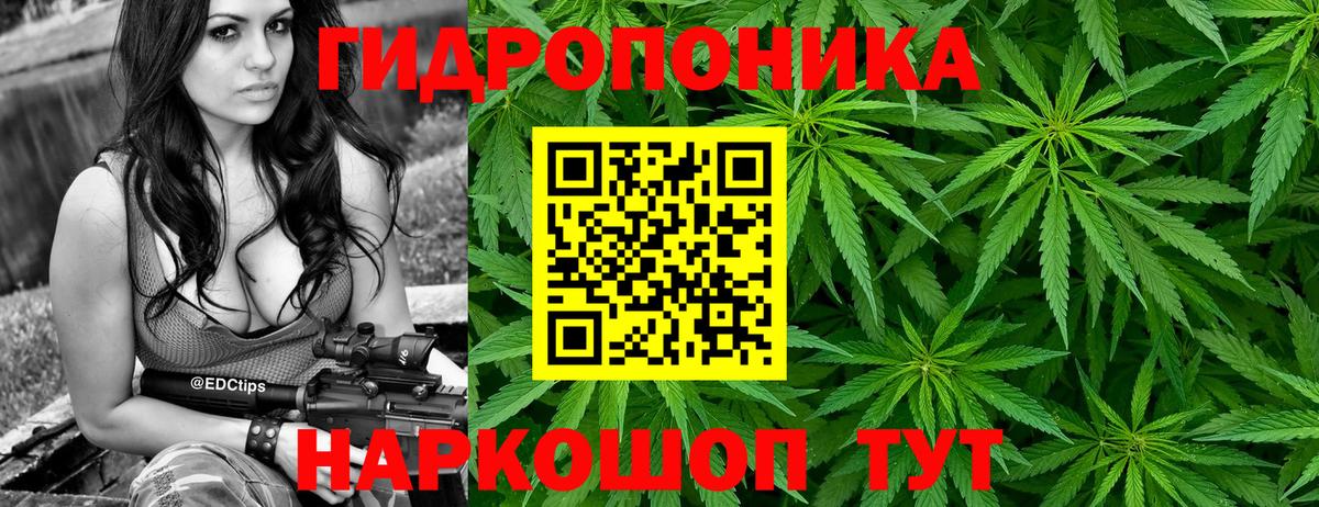 Конопля конопля Волхов
